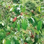 RD lanza primera certificación de café sostenible del Caribe