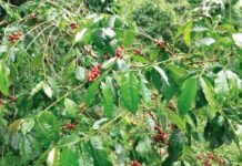 RD lanza primera certificación de café sostenible del Caribe