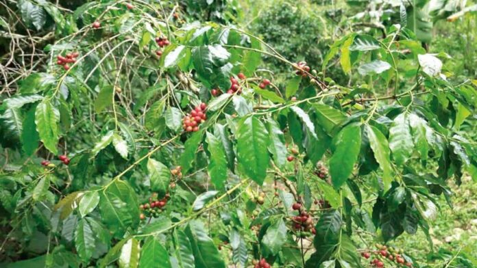 imagen-cafe-995383ee-focus-0-0-896-504