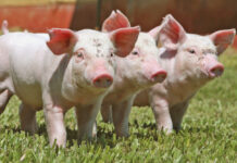 La producción de cerdo será hasta 8 % más alta este año, pero aún se tendrá que importar