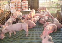 La producción de cerdo será hasta 8 % más alta este año, pero aún se tendrá que importar