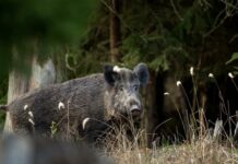 RD suspende la importación de carne cerdo desde España tras la detección de peste porcina