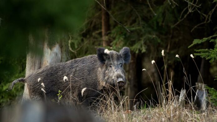 rd-suspende-importar-productos-del-cerdo-desde-espana-por-la-ppa-c258f0a3-focus-0-0-896-504