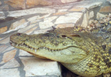 Buscan cocodrilo que escapó de un rancho en Puerto Plata; piden no capturarlo ni alimentarlo
