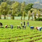 Trump permite más trabajadores agrícolas extranjeros pero rebaja hasta el 32 % sus sueldos