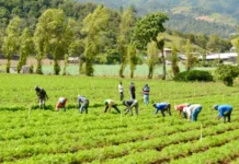 Trump permite más trabajadores agrícolas extranjeros pero rebaja hasta el 32 % sus sueldos