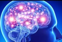 ¿Cómo alteran las drogas psicodélicas nuestro cerebro?