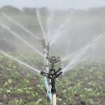 Tecnificar el riego agrícola ahorraría más del 60 % del agua en RD