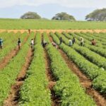 Producción agrícola crece un 12.1% en República Dominicana