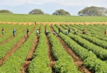 Producción agrícola crece un 12.1% en República Dominicana