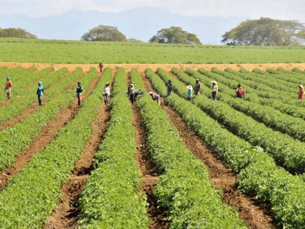 Dominicana-Agricultura-1-e1781048786564