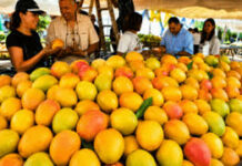 Más de 300 tipos de mangos criollos son presentados en la feria Baní