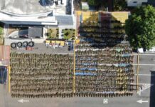 Desmantelan otra plantación de marihuana en San José de Ocoa; la mayor hasta ahora en el país