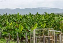 Agricultura dice producción agropecuaria dominicana alcanzó cifras récord en 2025