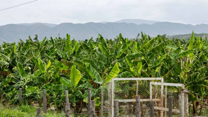 26072024-siembra-de-platano-02-a9a2fe4c-focus-0-0-896-504