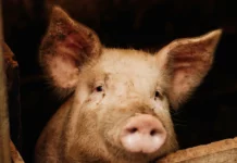 Sacrifican cientos de cerdos ante fiebre porcina