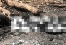 Hallan restos humanos carbonizados en municipio de Dajabón
