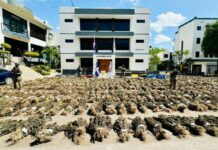 Tribunal de Ocoa ordena liberar a tres hombres detenidos por plantación de marihuana en El Pinar