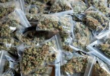 El consumo de marihuana deja de esconderse y aumenta en República Dominicana