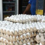 RD reanuda las exportaciones de huevos a Cuba con envío de más de 3.9 millones de unidades