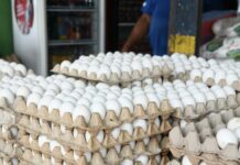 RD reanuda las exportaciones de huevos a Cuba con envío de más de 3.9 millones de unidades