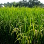 Importaciones de arroz desde Sudamérica provocó que EE. UU. presione para que se derogue decreto protege producción
