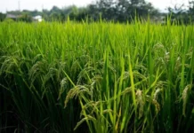 Importaciones de arroz desde Sudamérica provocó que EE. UU. presione para que se derogue decreto protege producción