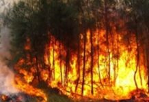 Advierten sobre emergencia por los incendios forestales en la RD
