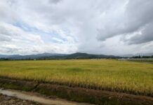 El sector agrícola del Caribe enfrenta retos por falta de financiamiento y escasez de profesionales