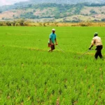 Proponen ley para modernizar el sector arrocero