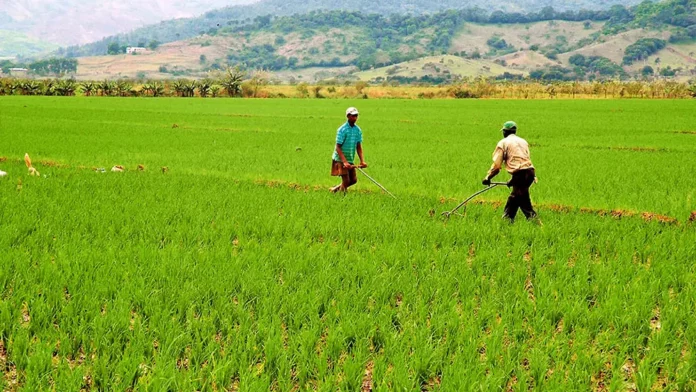CULTIVO-DE-ARROZ-1.jpg